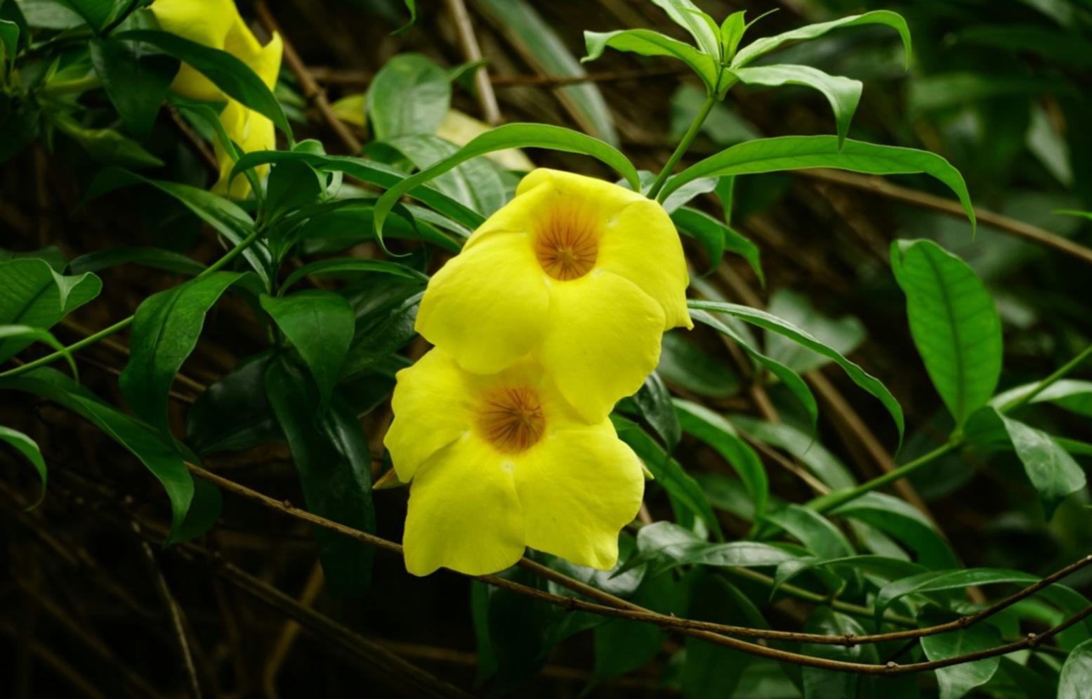Professional floral workspace showing proper handling and documentation standards