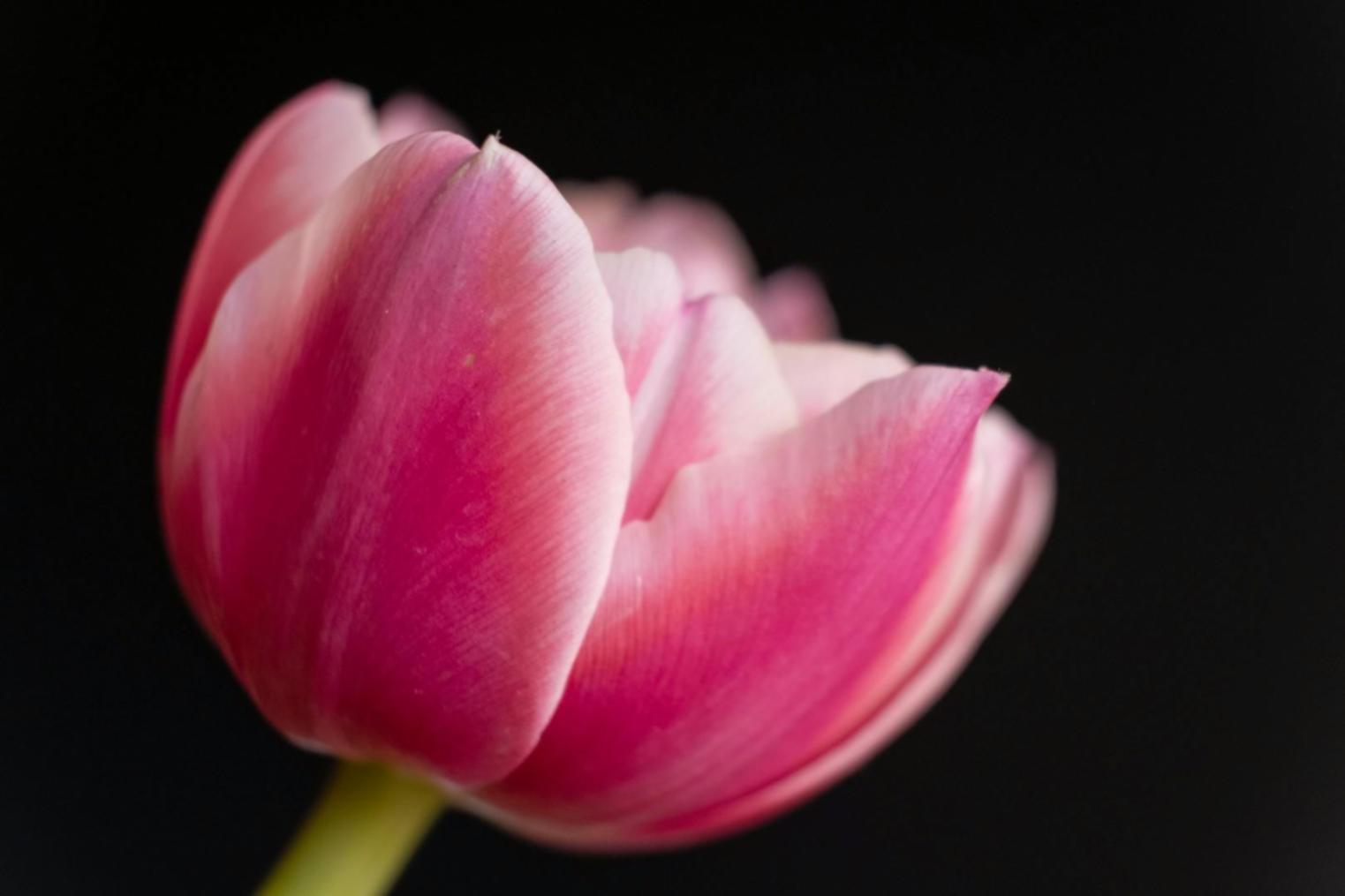 Professional floral workspace demonstrating seasonal arrangement process
